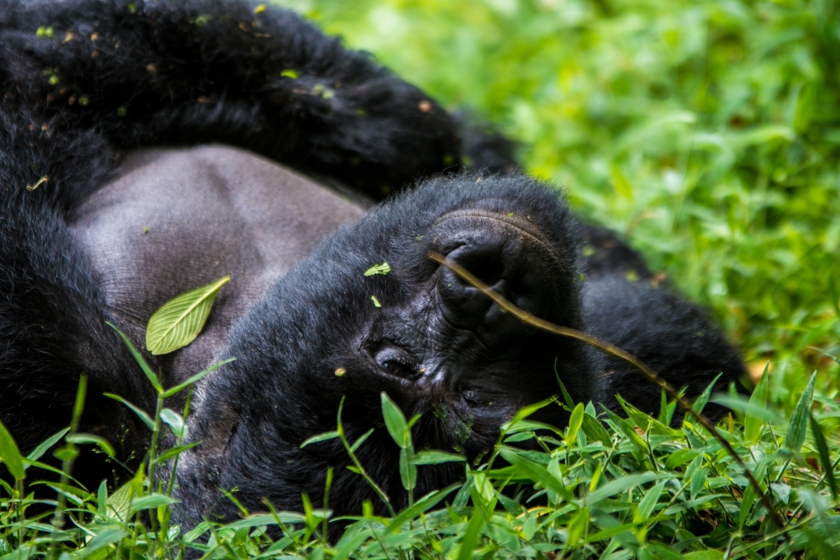 5 Days Kibale and Bwindi Primate Safari 2