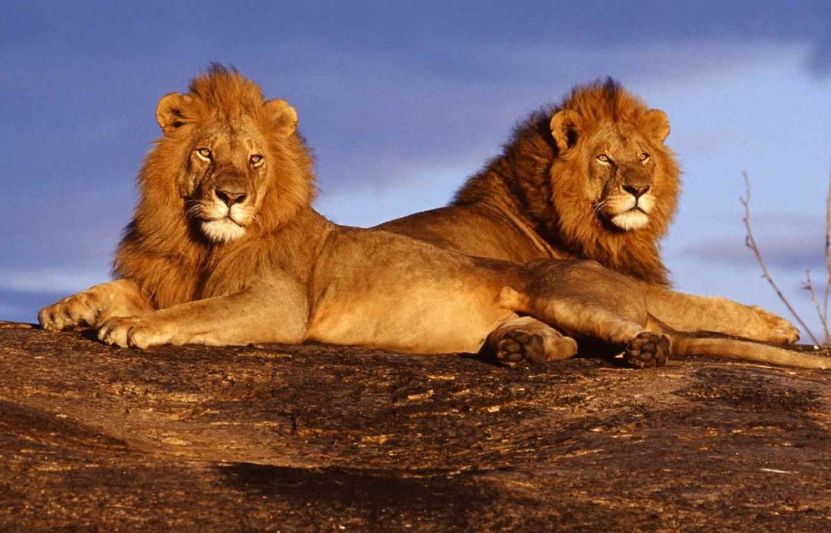 3 Day Masai Mara Game Drive – Mid-Range Lodge 1
