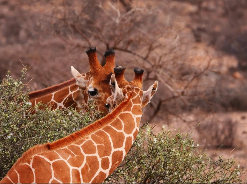 3 Day Masai Mara Game Drive – Mid-Range Lodge 3