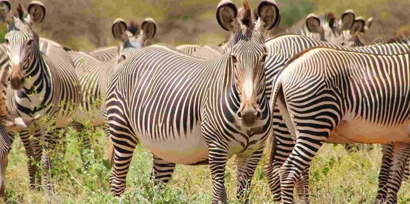 3 Day Masai Mara Game Drive – Mid-Range Lodge 4