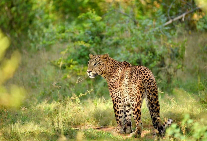 Into the Wild: A Luxury Sri Lankan Jungle Safari 3