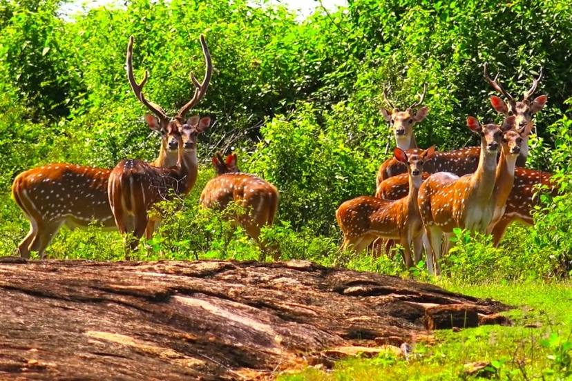 Into the Wild: A Luxury Sri Lankan Jungle Safari 4