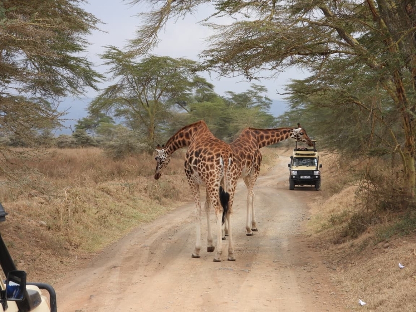4 Days 3 Nights Explore the Magnificent of Masai Mara & Lake Nakuru National Park 4