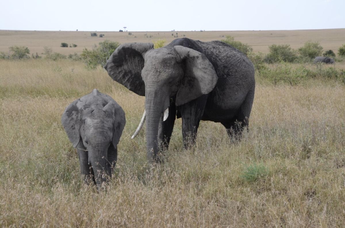 3-Day Luxury Safari to Serengeti National Park and Ngorongoro Crater 3-Day Luxury Safari to Serengeti National Park and Ngorongoro Crater