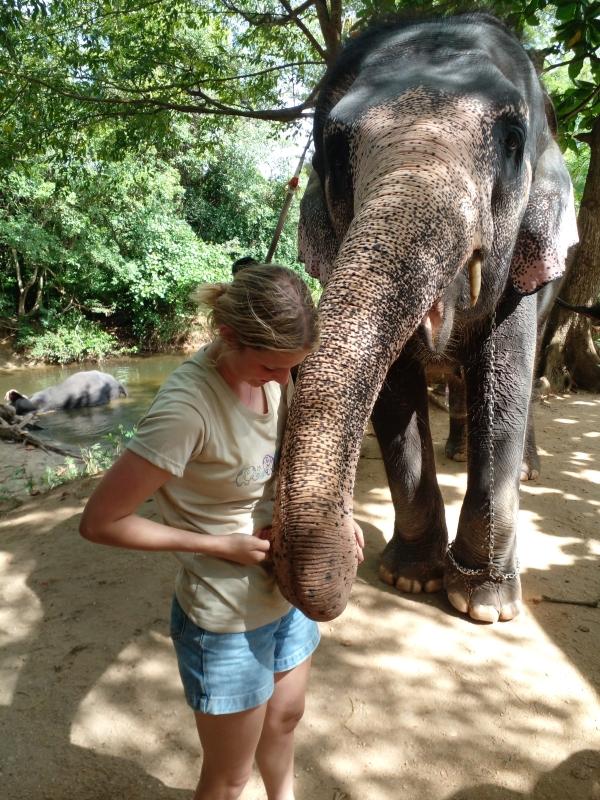 ? Elephants of Sri Lanka ? Elephants of Sri Lanka