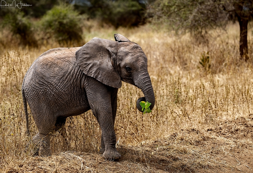 5-Day Scenic Mid-Range Group Safari Expedition 4