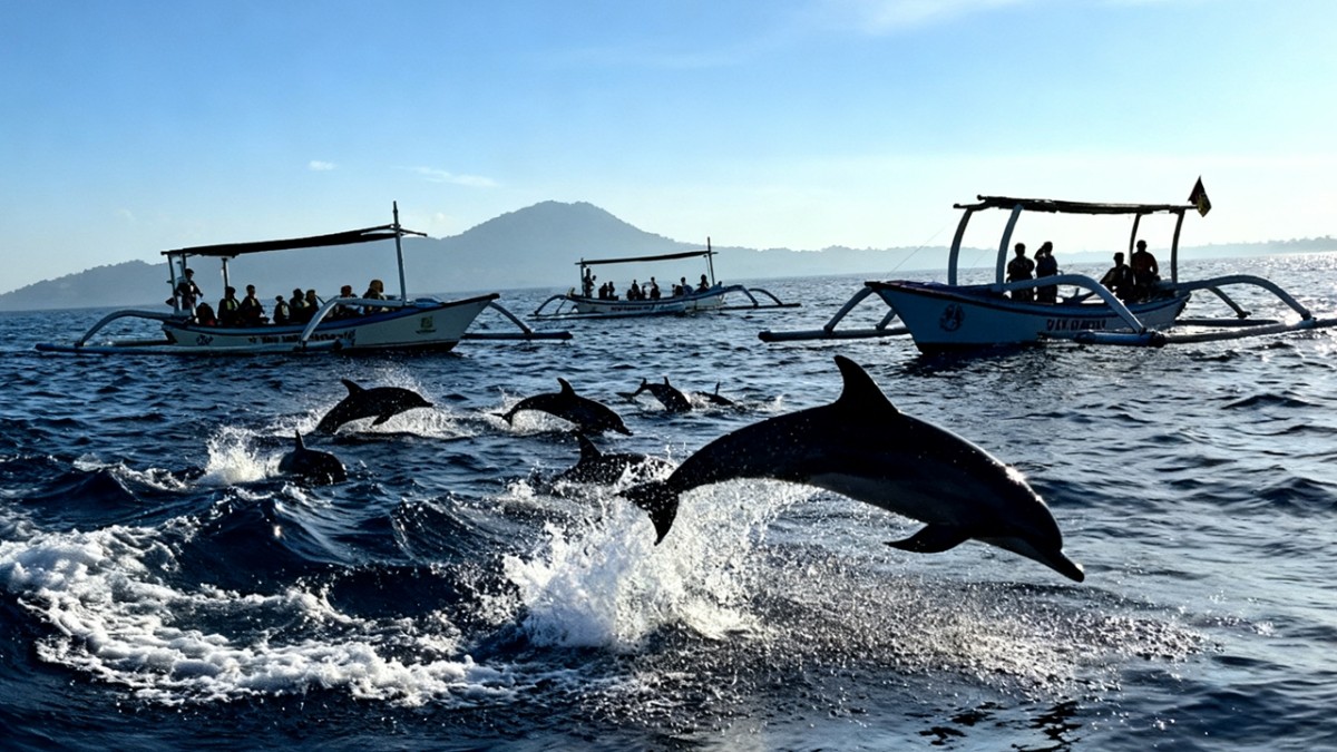 Bali: Lovina Sunrise Dolphin Watching Small-Group Boat Tour 1