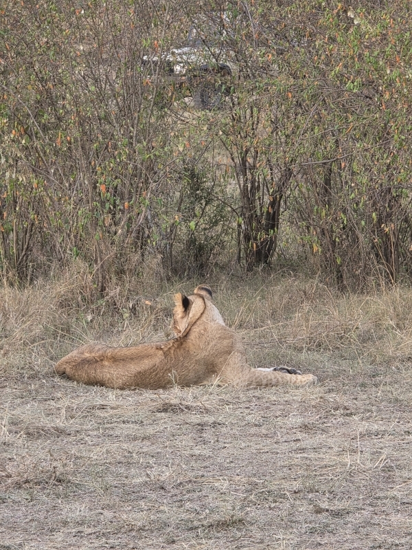 3 Days Mara Choroa Safari 1