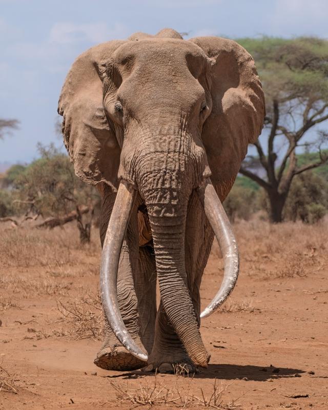 9-day Kenya–Tanzania safari itinerary 9-day Kenya–Tanzania safari itinerary