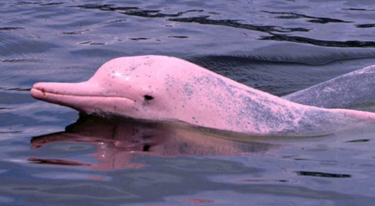 Koh Samui : Pink Dolphin Sightseeing, Koh Tan & Koh Mudsum by Speedboat 1