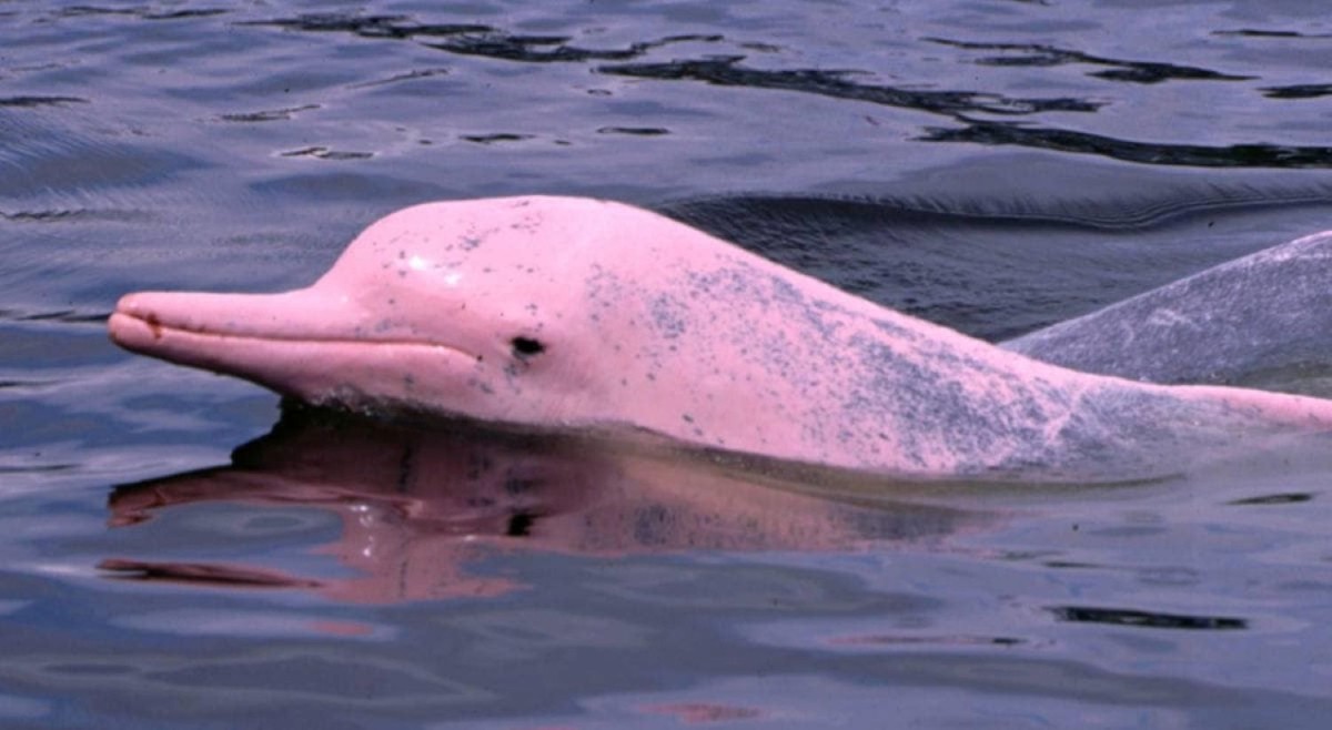 Koh Samui : Pink Dolphin Sightseeing, Koh Tan & Koh Mudsum by Speedboat 1