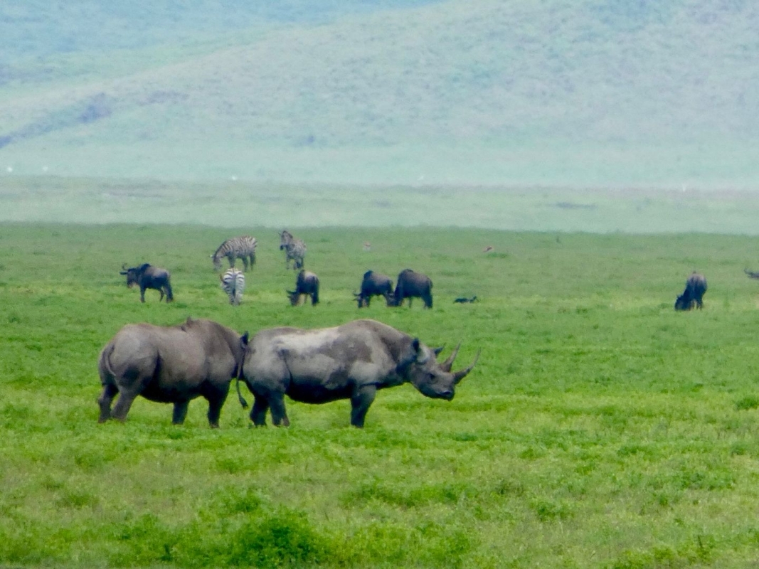4-Day Northern Tanzania Budget Joining Safari 1