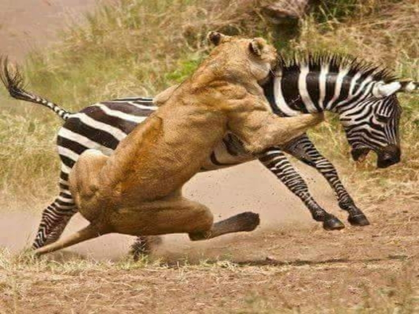 4-Day Northern Tanzania Budget Joining Safari 2