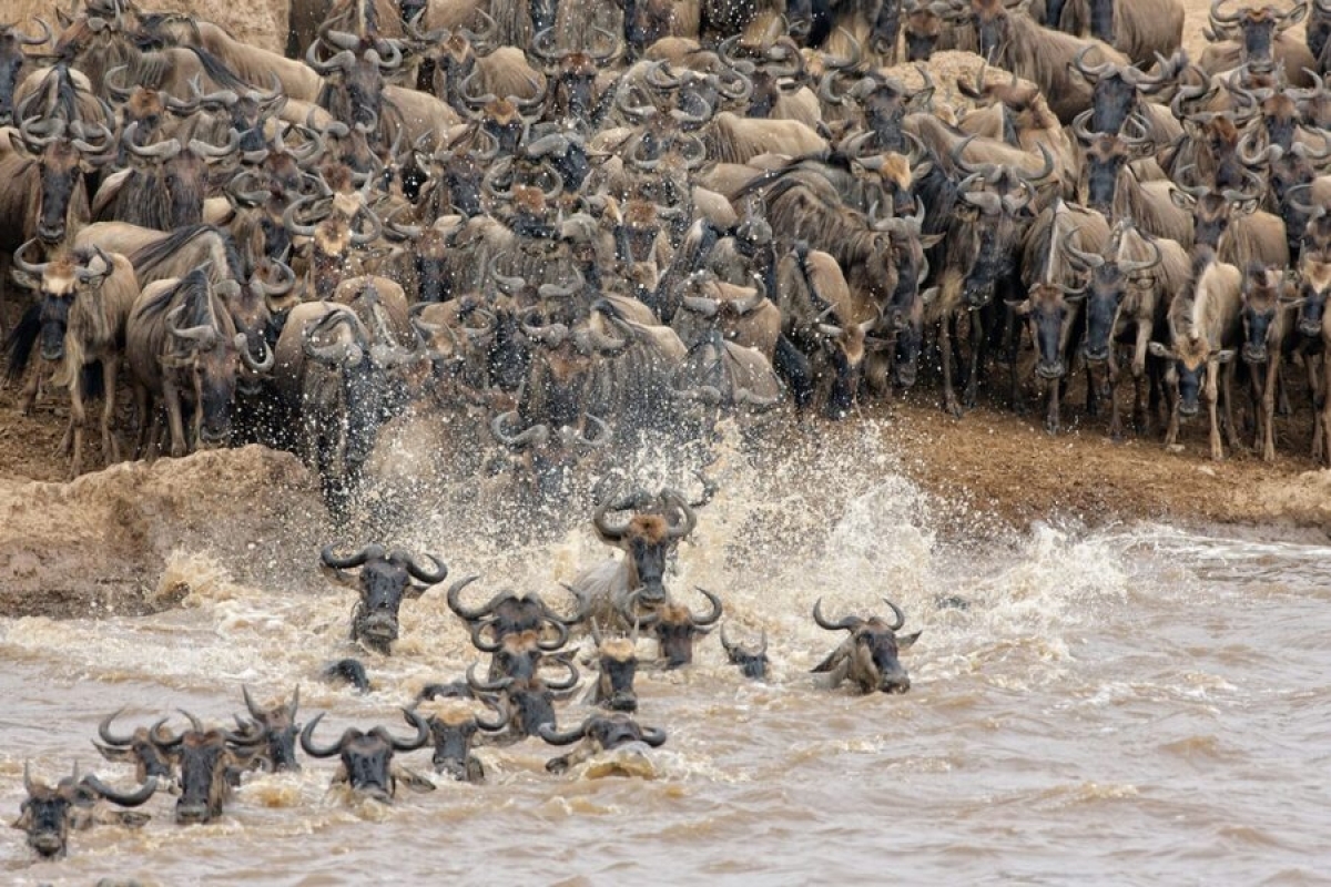 Serengeti Great Wildebeest Migrations Safari 1