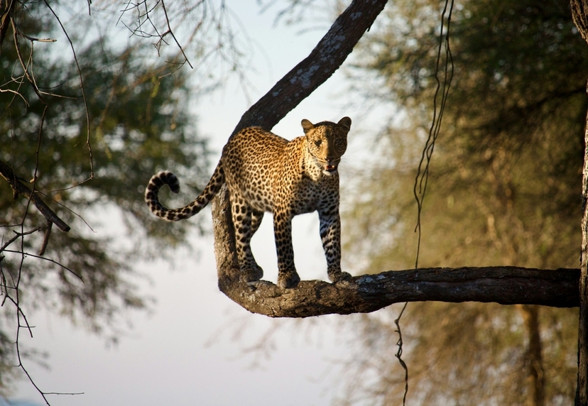 6-Day Exclusive Tanzanian Safari & Waterfall Experience 3