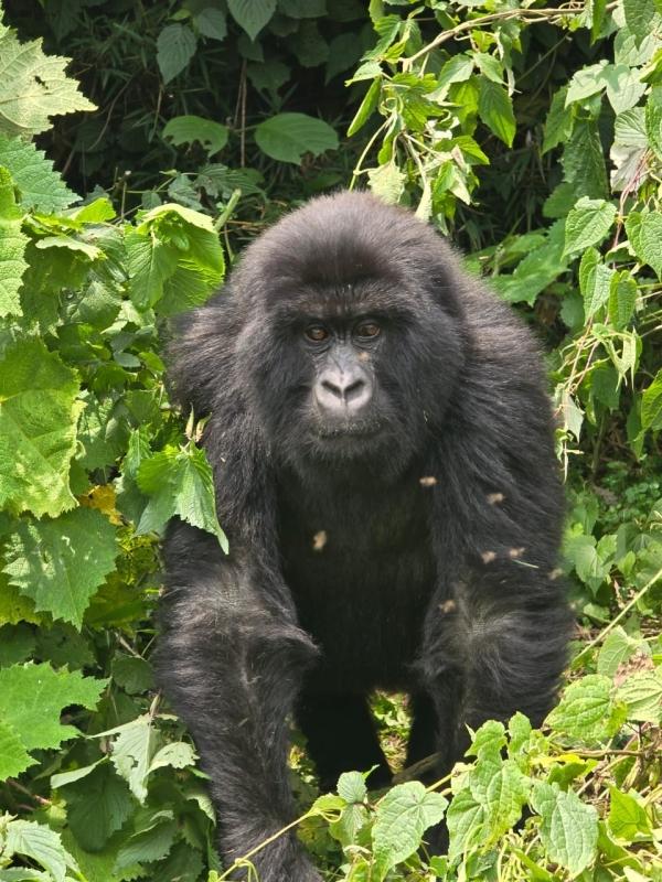 1 Day Gorilla Trekking Experience – Volcanoes National Park 1 Day Gorilla Trekking Experience – Volcanoes National Park