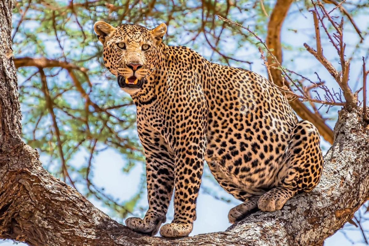8 Days Masai Mara and Diani flying package 8 Days Masai Mara and Diani flying package