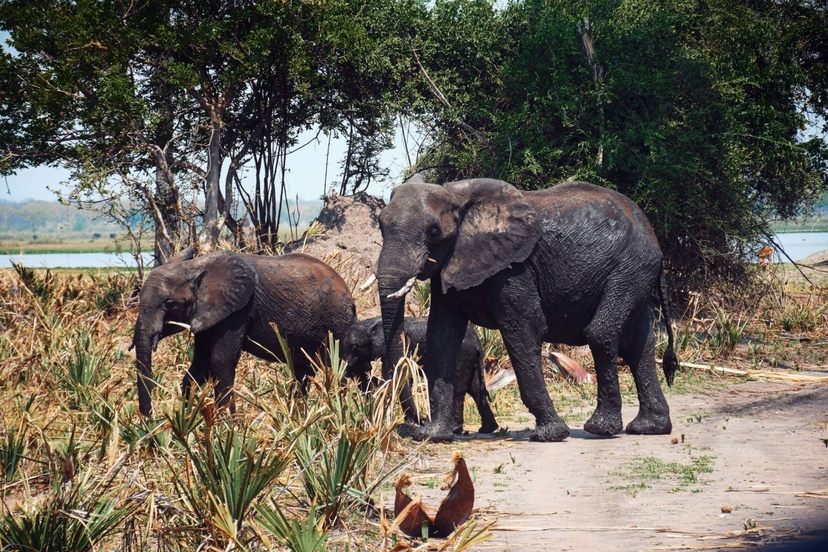 The Malawi Beach - Safari Experience 2