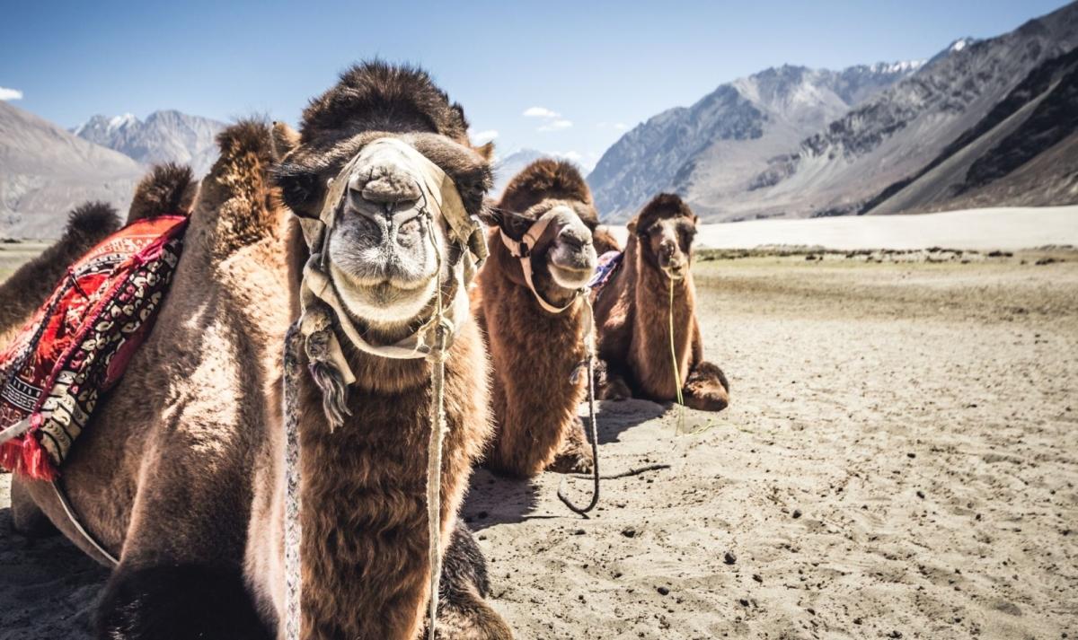 Land of the Lamas Land of the Lamas
