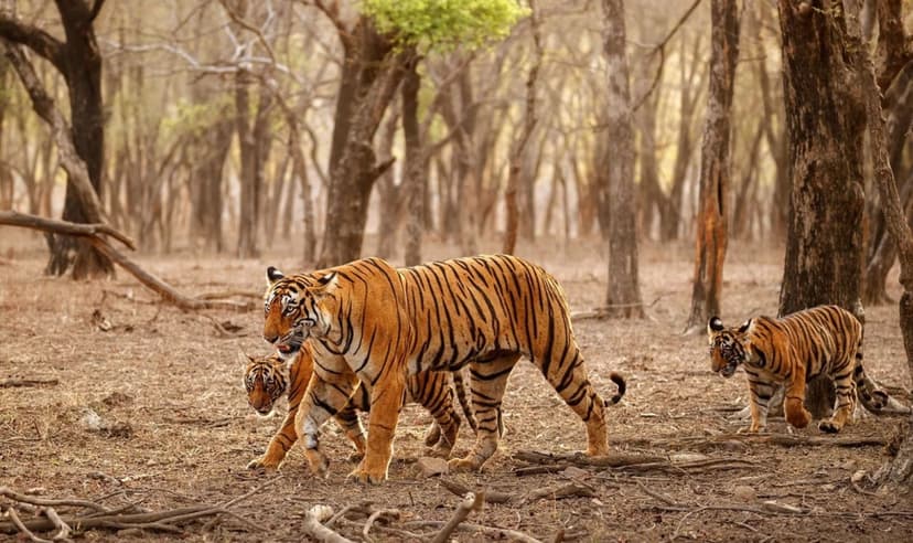 India Golden Triangle Tigers and Train Tour Experience 3