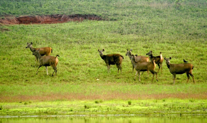 Kerala Scenic & Cultural Experience 3