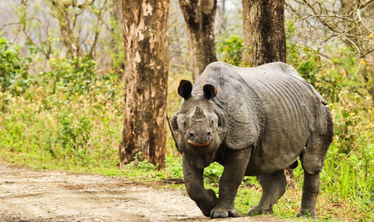 North to East India with Taj & Kaziranga Experience North to East India with Taj & Kaziranga Experience