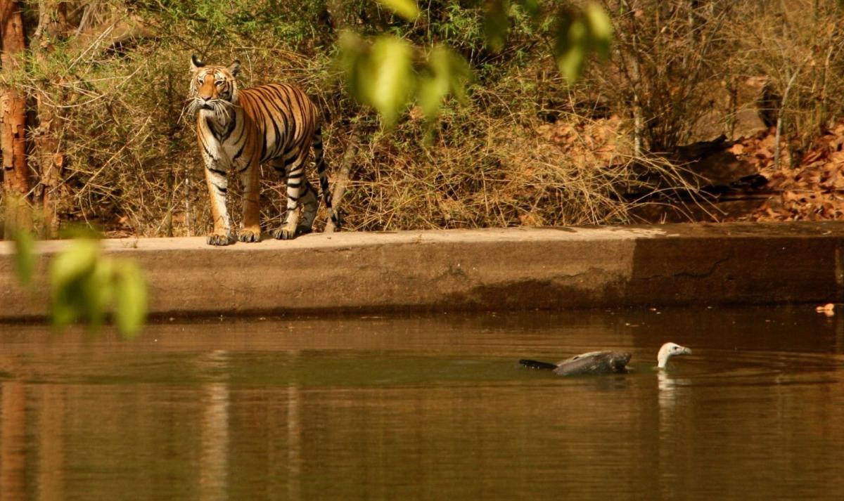 Exotic India, Mumbai, Pench Tiger Safari & Shimla Hills Exotic India, Mumbai, Pench Tiger Safari & Shimla Hills