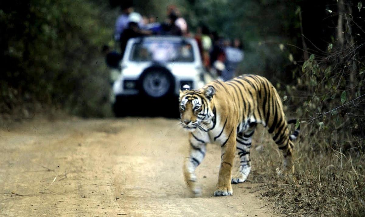 India Tiger Safari Experience, Ranthambore & Bandhavgarh India Tiger Safari Experience, Ranthambore & Bandhavgarh