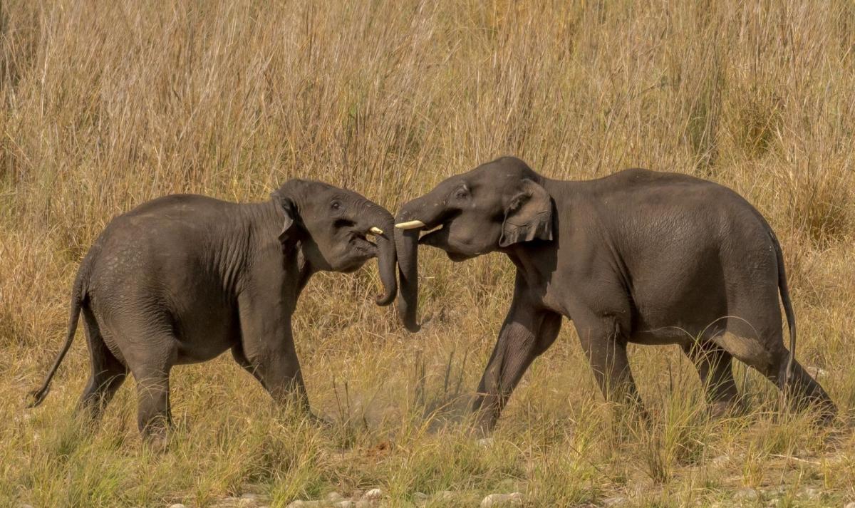 Bandhavgarh & Kanha National Park Tiger Safari Experience Bandhavgarh & Kanha National Park Tiger Safari Experience