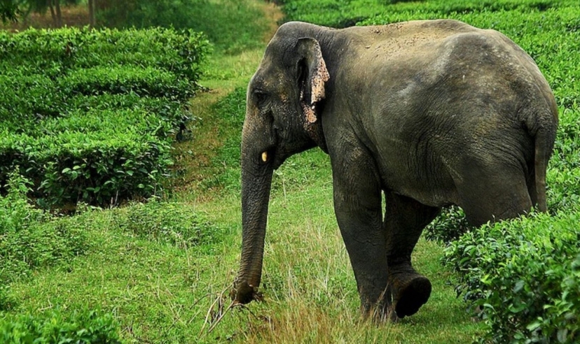 Kerala, Kochi to Periyar Experience 3