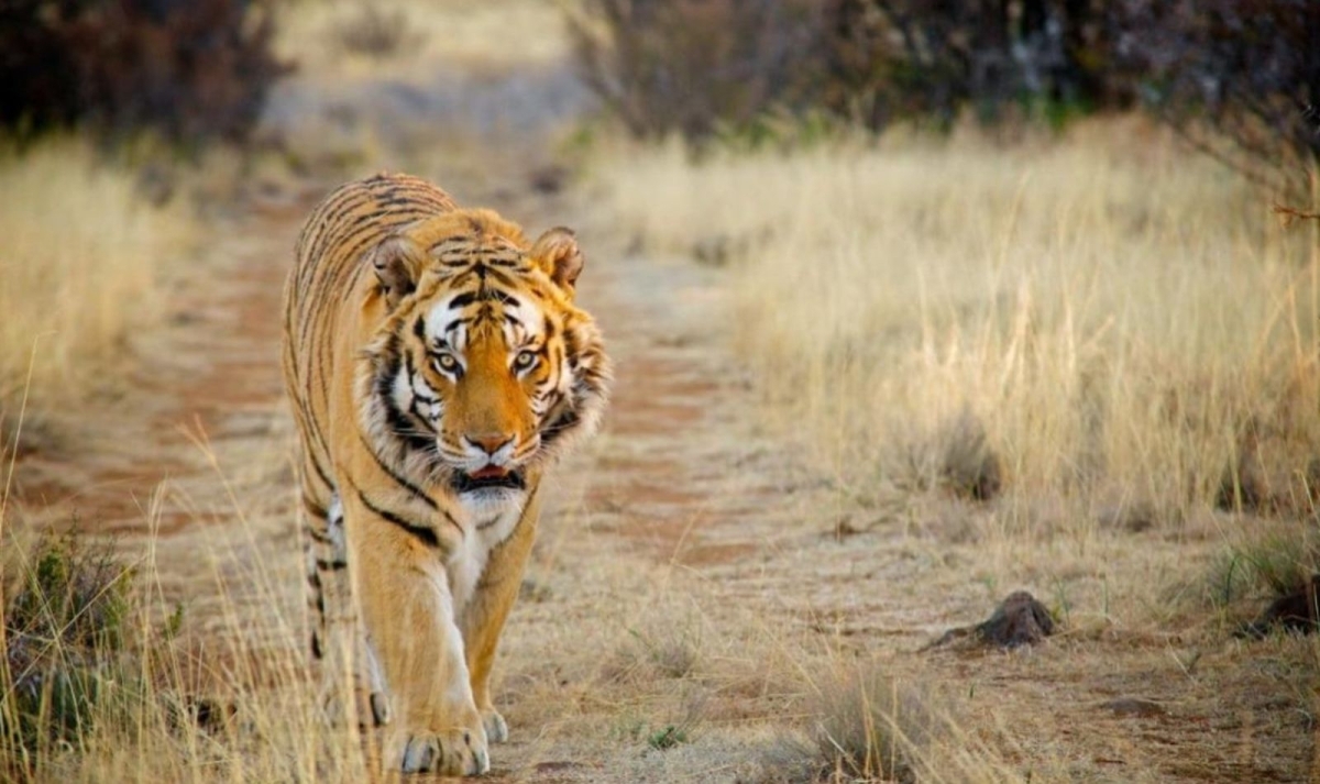 Ranthambore Tiger Safari Experience 1