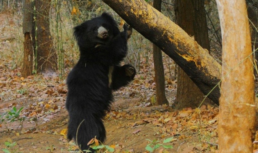 Ranthambore Tiger Safari Experience 3