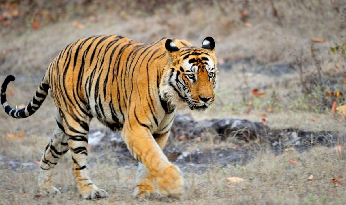 Pench, Kanha Tiger Safari & India Temple Treasures Pench, Kanha Tiger Safari & India Temple Treasures