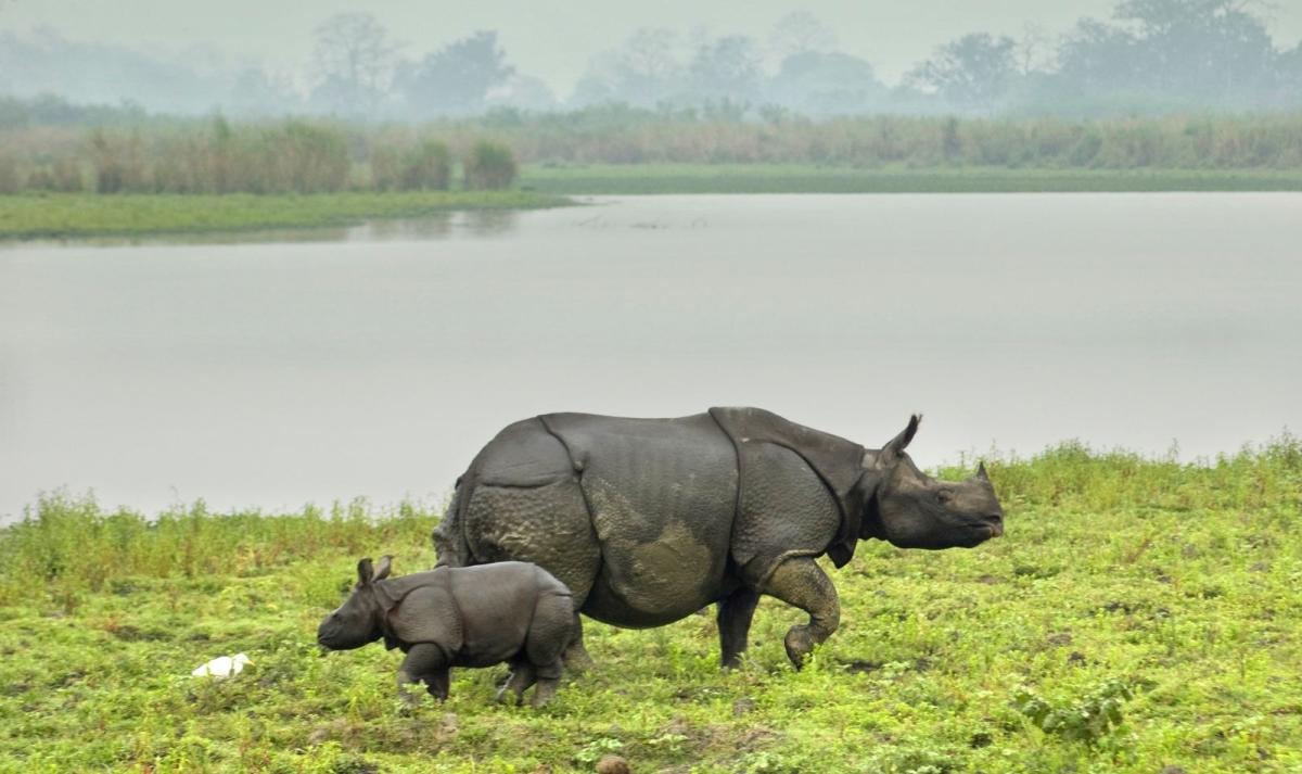 Northeast India Monastic & Kaziranga Wildlife Tour Northeast India Monastic & Kaziranga Wildlife Tour