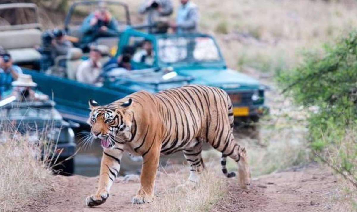Ranthambore and the Royal Heritage of India 1