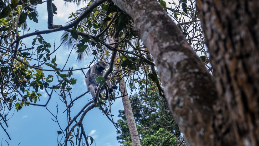 Zanzibar: Jozani Forest with Red Colobus Monkey & Transfer 2