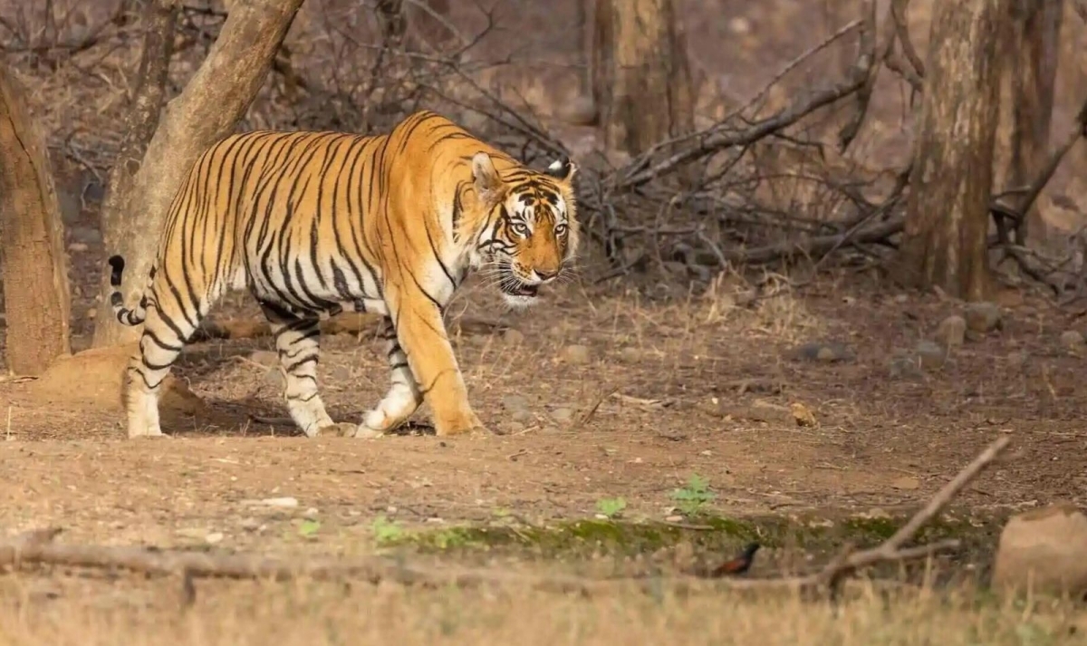 Iconic India with Ranthambore Tiger Safari 1