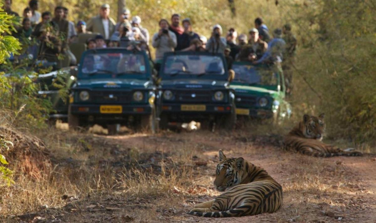 Bandhavgarh with Taj Mahal Bandhavgarh with Taj Mahal