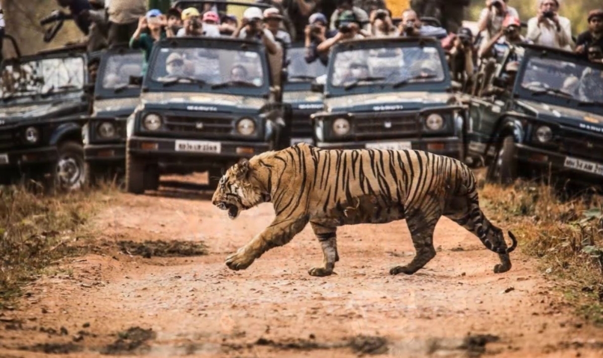 India Tiger Photography Tour 1