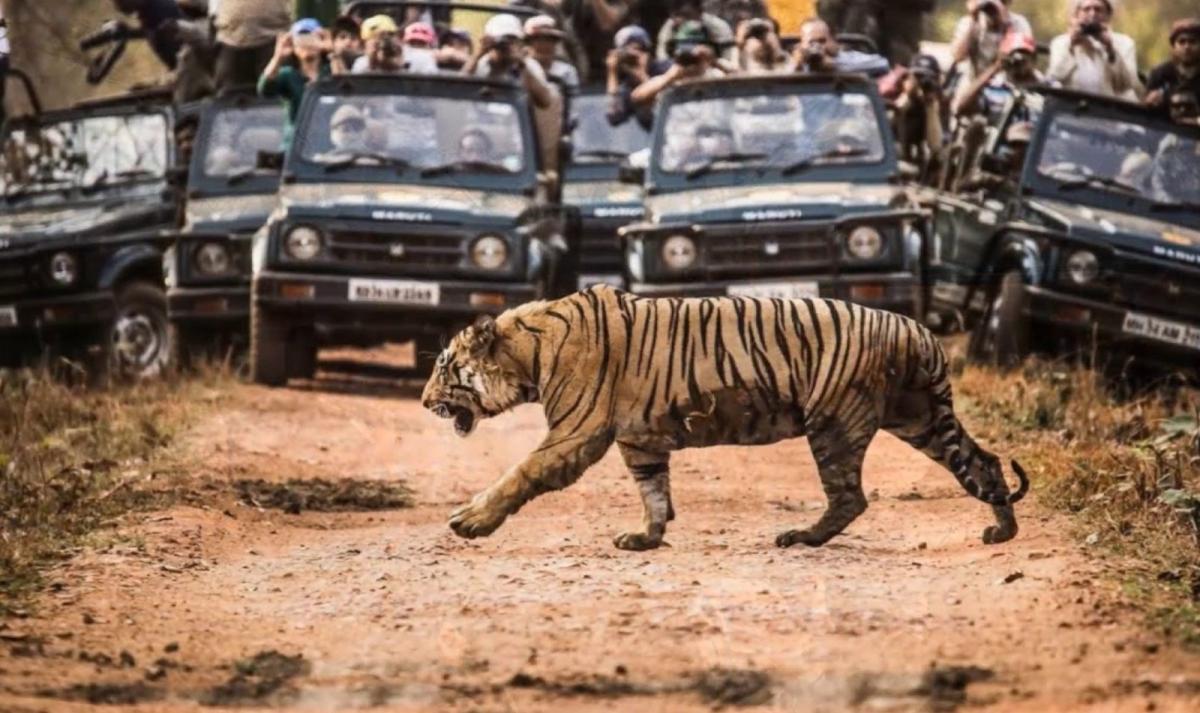 India Tiger Photography Tour India Tiger Photography Tour