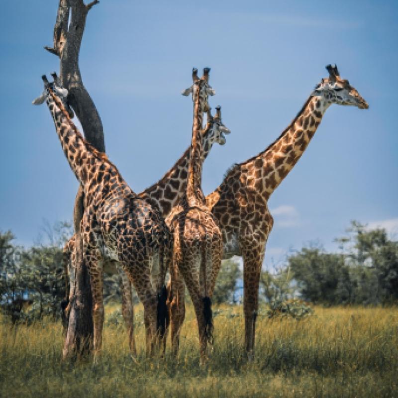 6 Days Tanzania Wildlife Safari 6 Days Tanzania Wildlife Safari