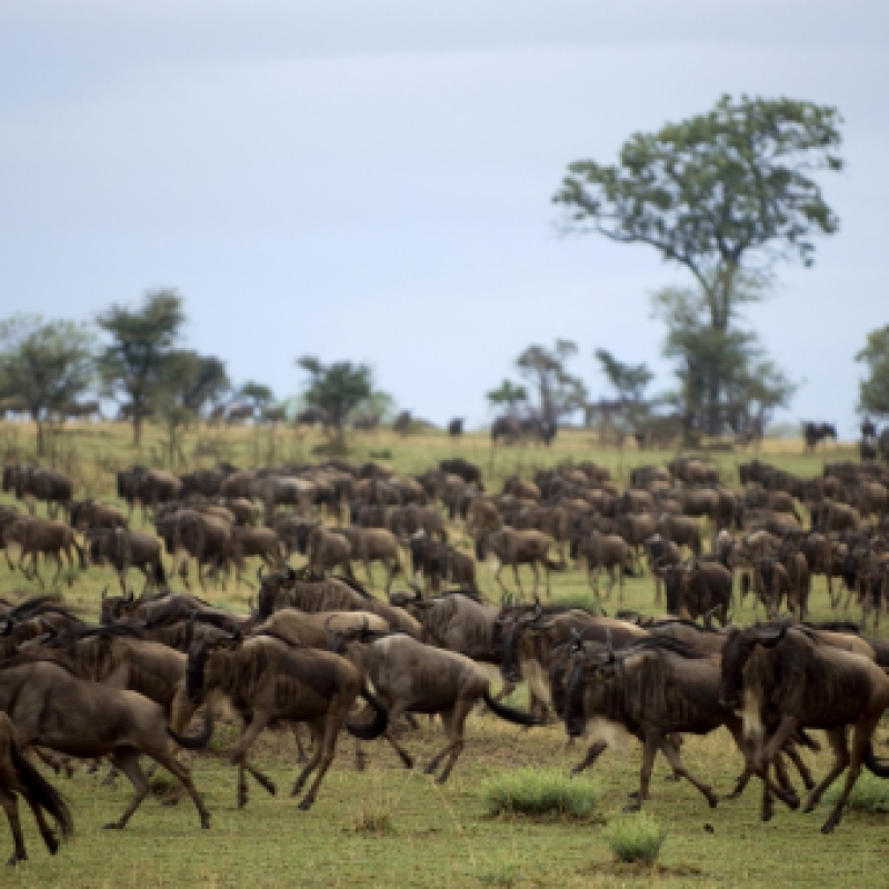 6 Days Tanzania Wildlife Safari 2