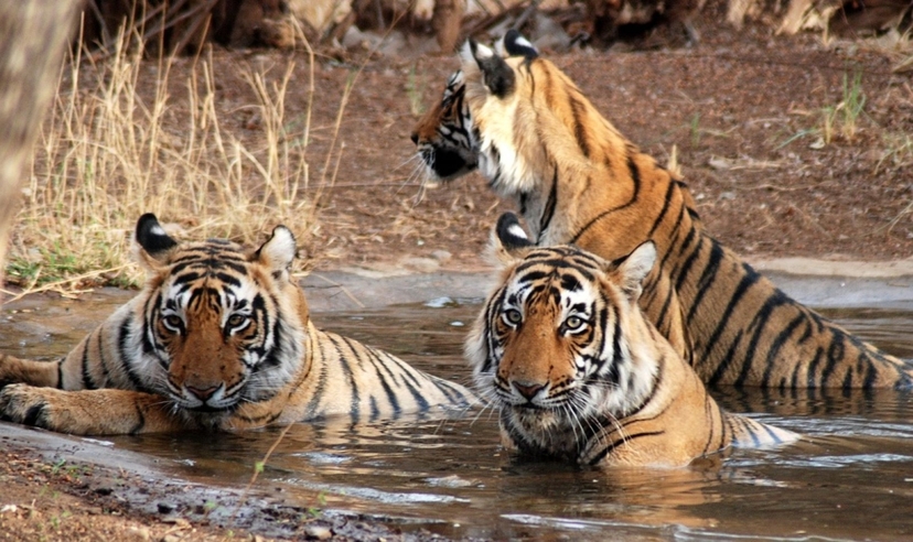 North India Highlights 4