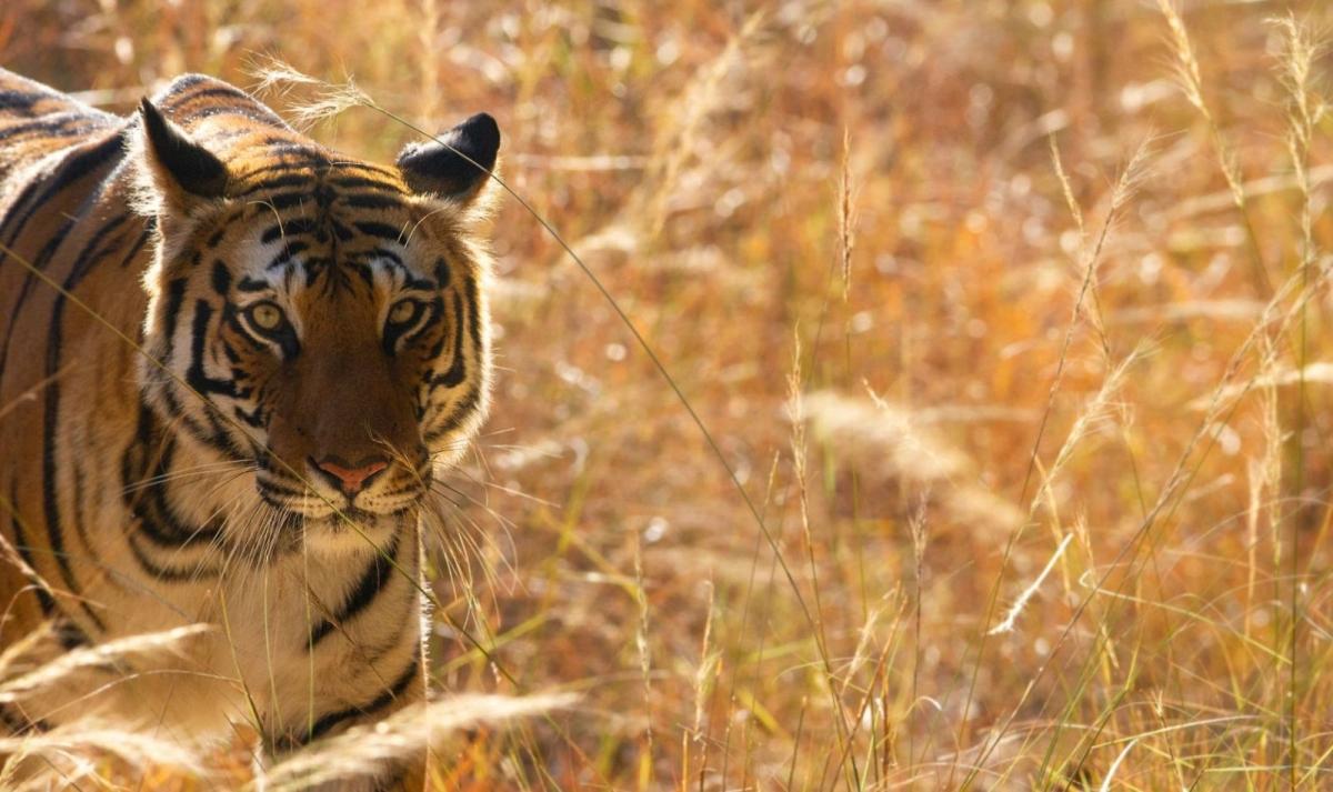 North India Adventure North India Adventure