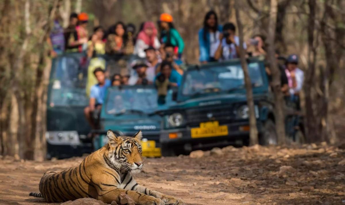 Rajasthan Heritage & Ranthambore Tiger Safari Tour Rajasthan Heritage & Ranthambore Tiger Safari Tour
