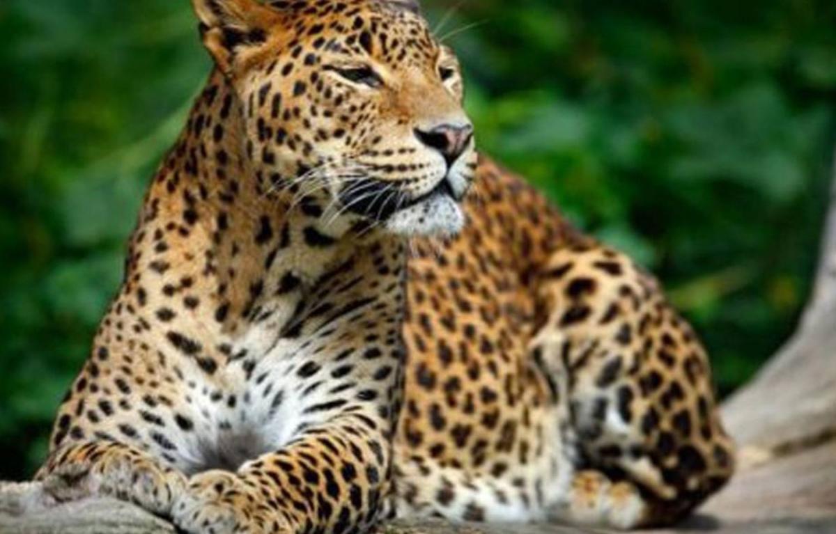 Sri Lanka Explorer Sri Lanka Explorer