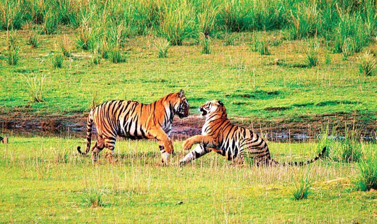 Incredible India with Ranthambore Tiger Safari Incredible India with Ranthambore Tiger Safari