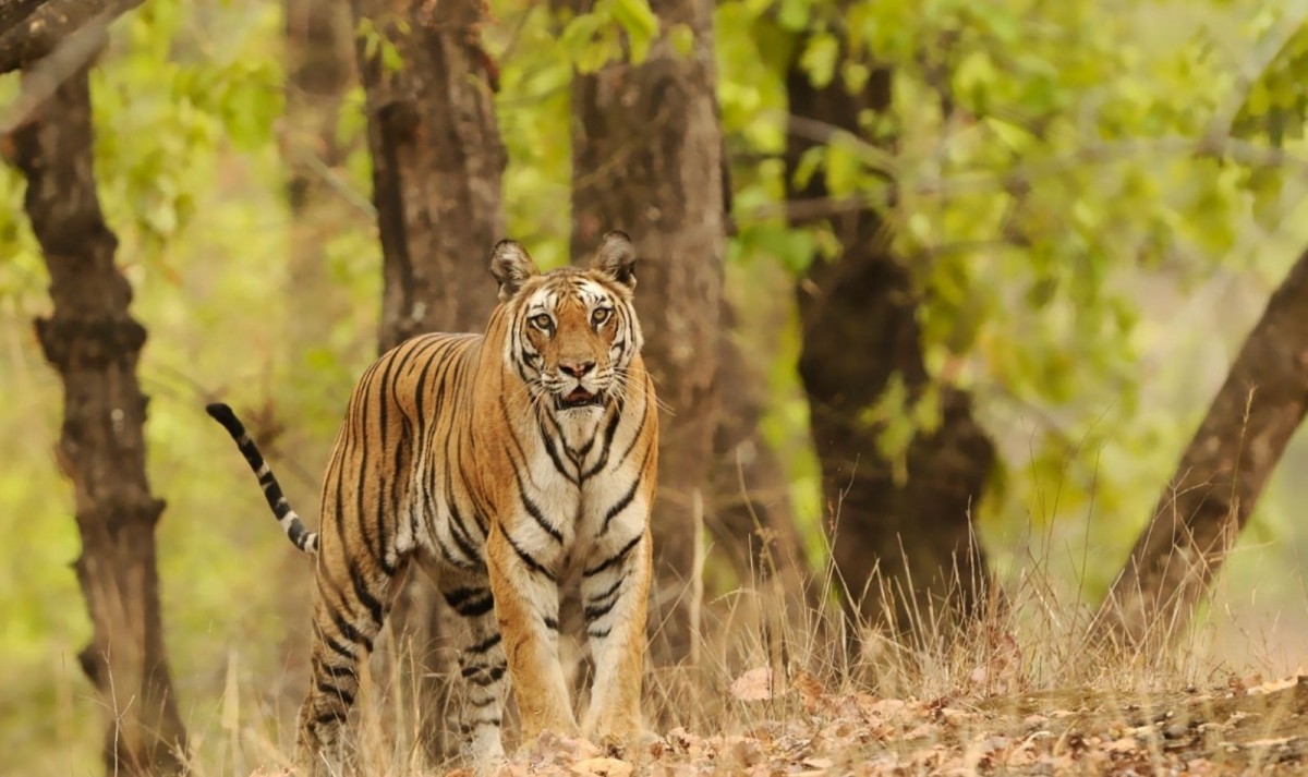 India Sightseeing Tour 1