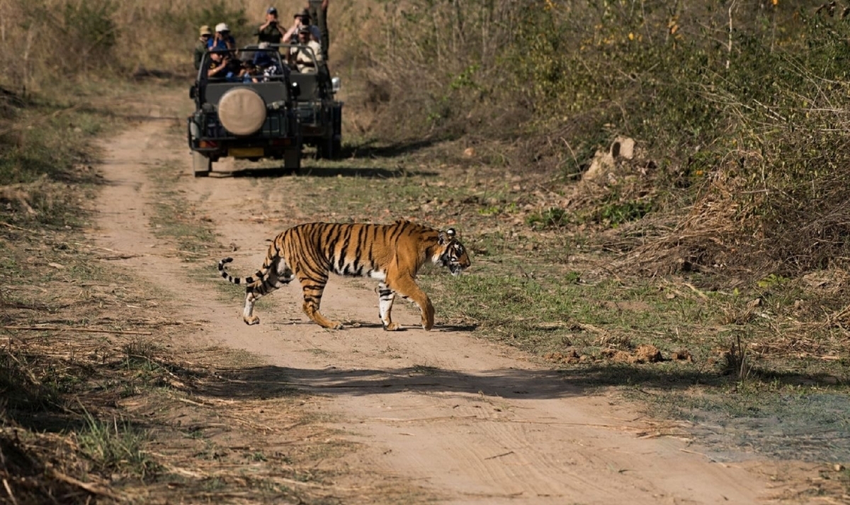 Golden Triangle with Ranthambore Tour 1