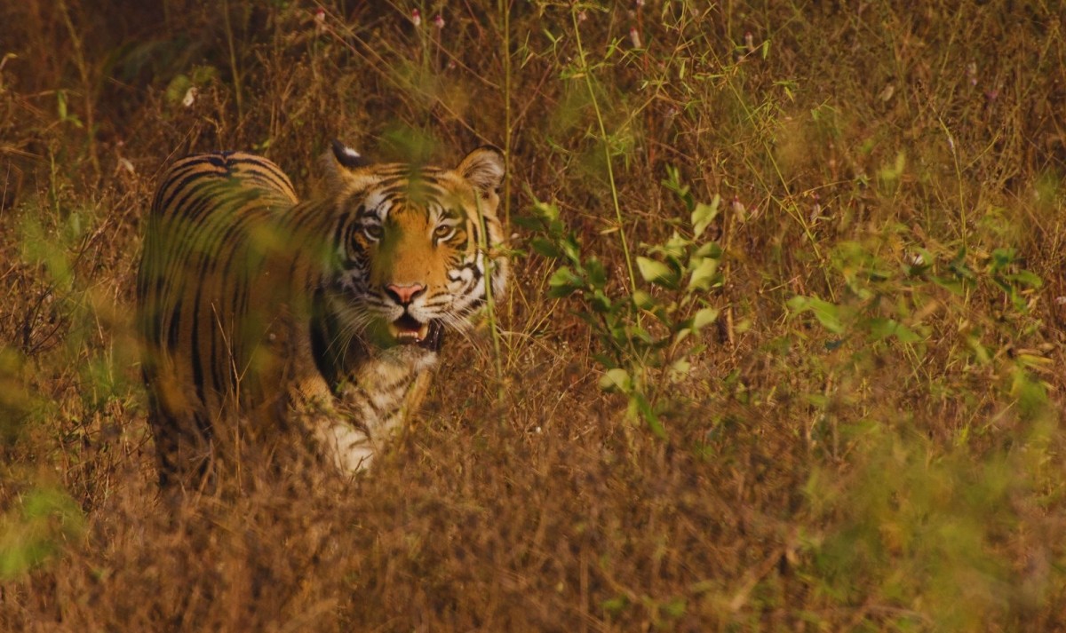 Rajasthan Tour with Ranthambore 1